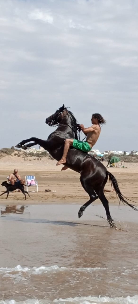 Assif rearing up on the beach with Mokhtar riding bareback