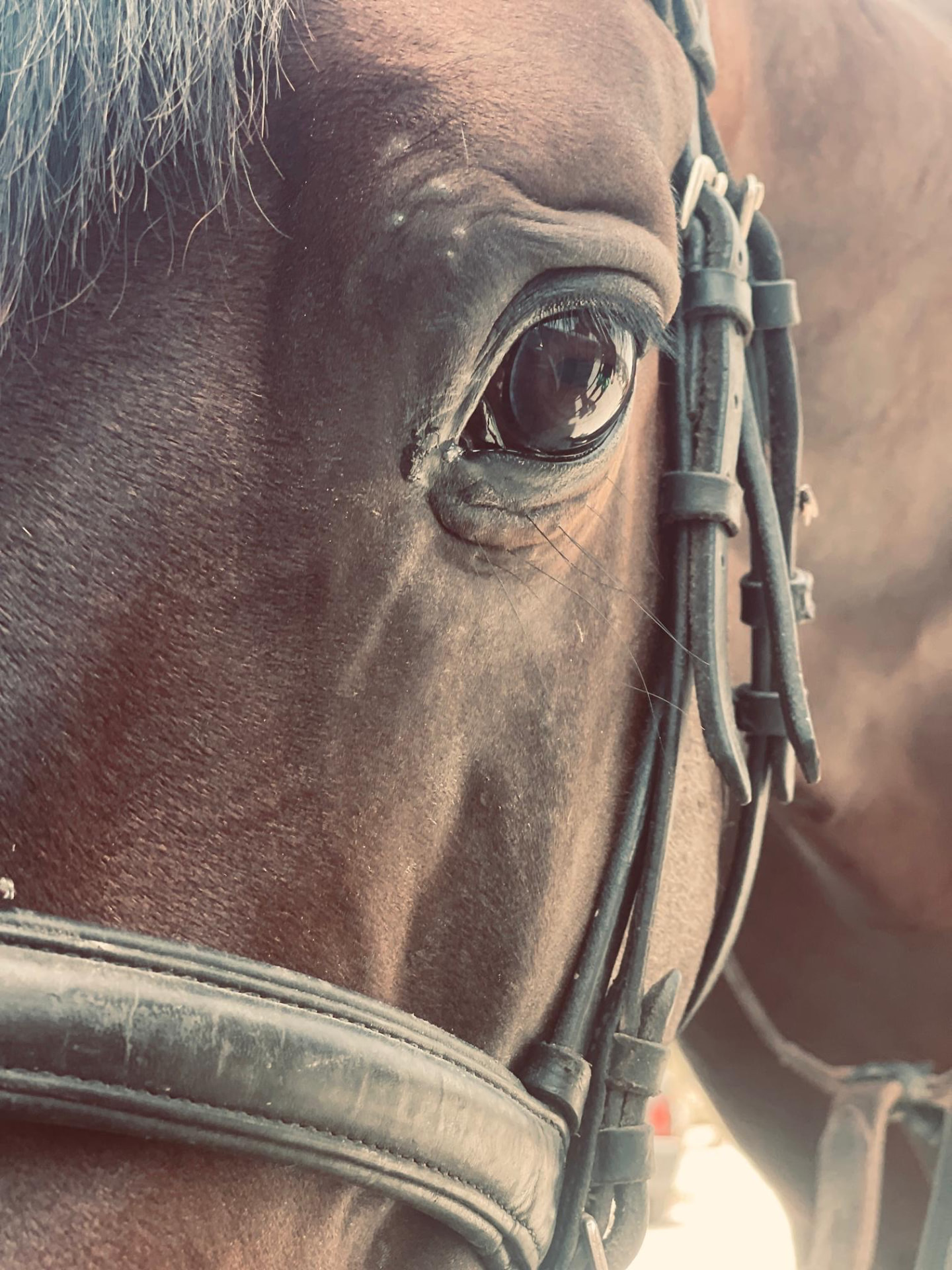 Close-up of Assif's eye and bridle
